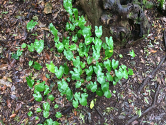 Arisarum