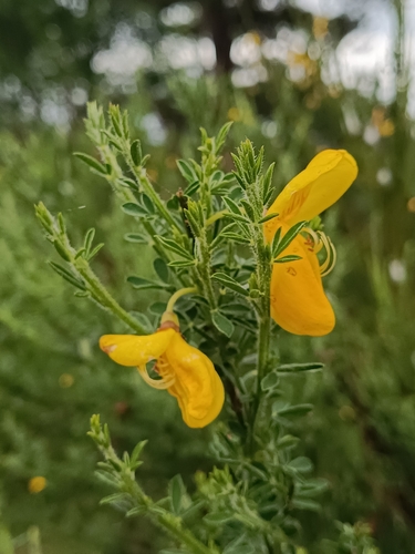 Scotch Broom