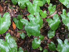 Arisarum