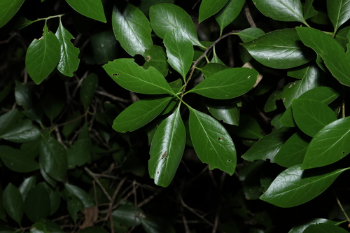 Denhamia disperma (Denhamia disperma)