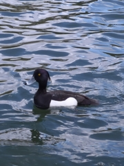 Aythya fuligula