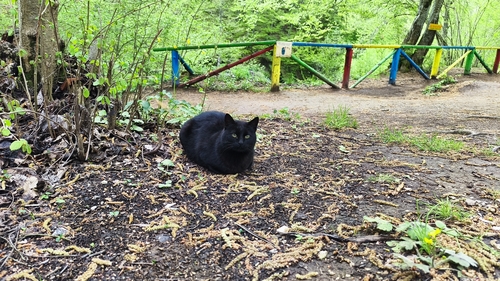 Domestic Cat