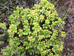 Aeonium lindleyi image