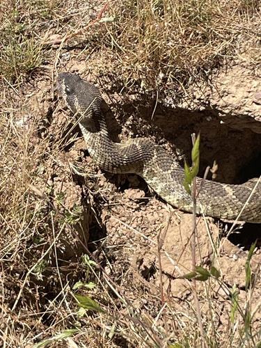 iNaturalist observation photo of Northern Pacific Rattlesnake