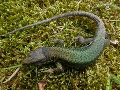 Georgian Lizard photo 5