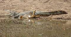 Crocodylus suchus