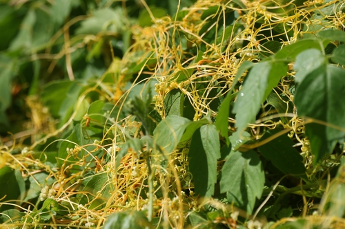 Cuscuta del campo