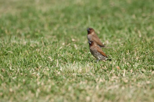 Scaly-breasted Munia