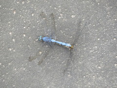 Orthetrum