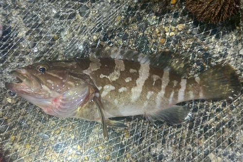 Coral cod (Epinephelus bruneus) — Serranidae — 3