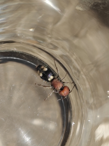 Five-spotted Velvet Ant