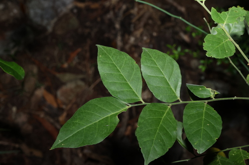 Micromelum minutum, photograph 5