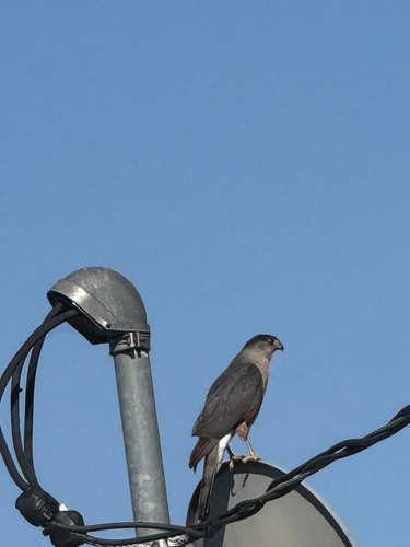 Cooper's Hawk