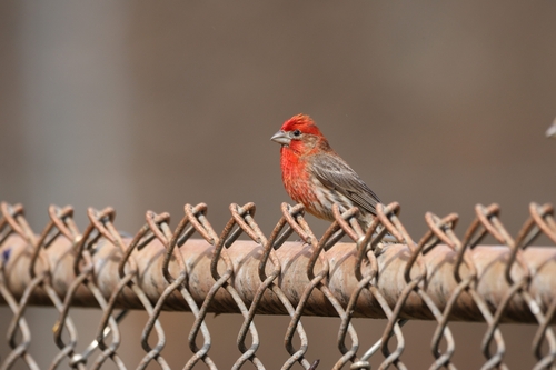House Finch