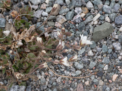 Cerastium nigrescens arcticum