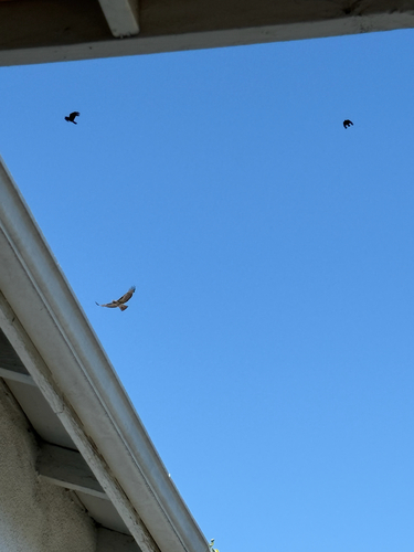 Red-tailed Hawk