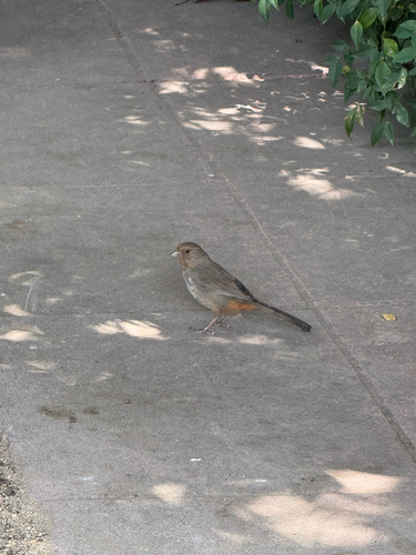 California Towhee
