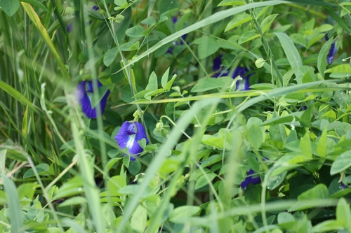 Clitoria ternatea observed 2026-06-04