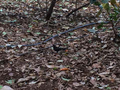 Turdus merula cabrerae