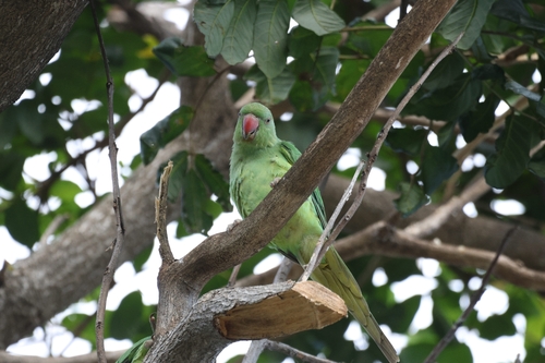 Rose-ringed Parakeet