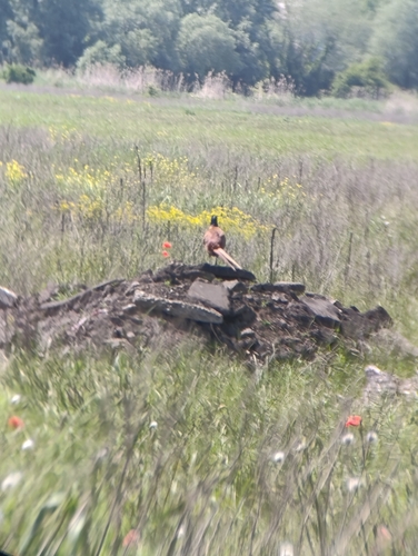 Ring-necked Pheasant