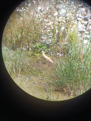 iNaturalist image