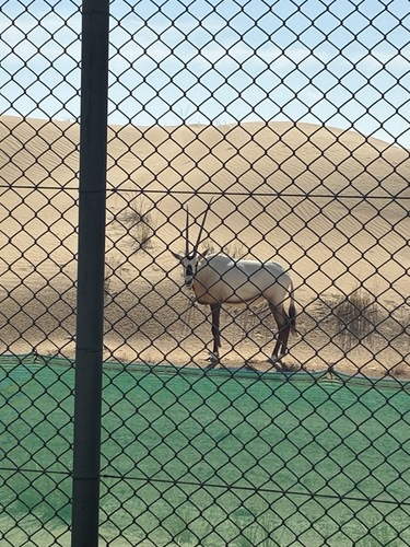 Arabian Oryx