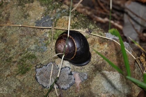 Sphaerospira blomfieldi observed 2026-05-30