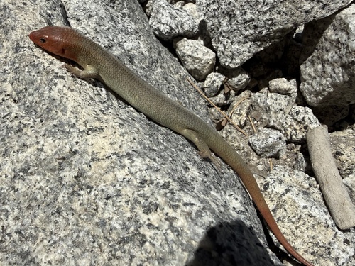 iNaturalist observation photo of Greater Brown Skink
