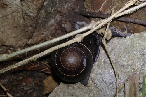 Sphaerospira blomfieldi observed 2026-05-30