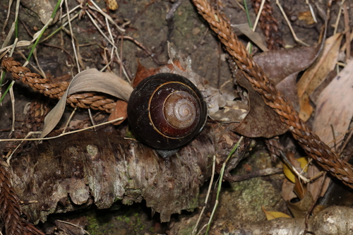 Sphaerospira blomfieldi observed 2026-05-30