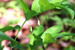 Polygonatum odoratum