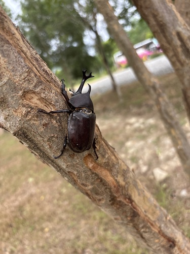 Japanese Rhinoceros Beetle