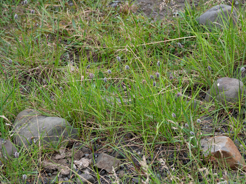 Alpine meadow-foxtail (Alopecurus magellanicus)
