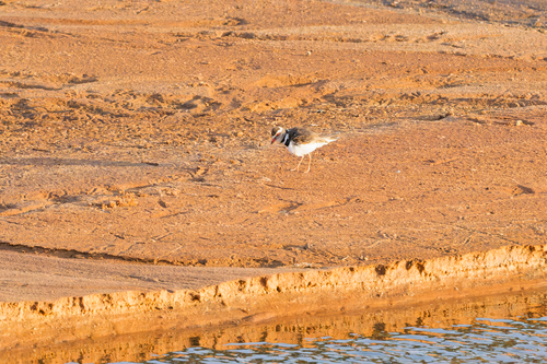 iNaturalist image