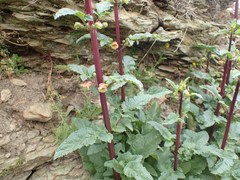 Scrophularia trifoliata