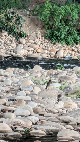 Common Myna