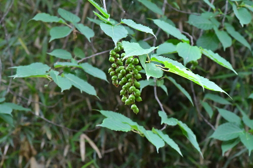 Stachyurus praecox observed 2026-06-05
