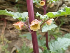 Scrophularia trifoliata
