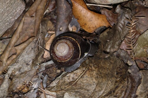 Sphaerospira blomfieldi observed 2026-05-30