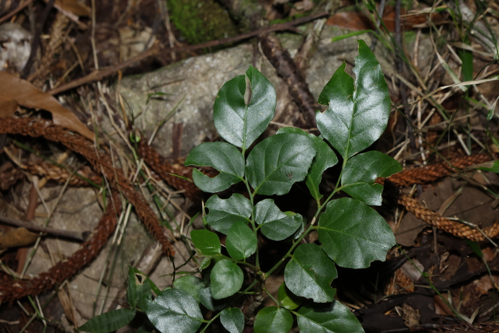Micromelum minutum; photograph (c) Greg Tasney, some rights reserved (CC BY-SA)