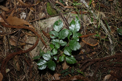 Micromelum minutum, photograph 4