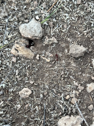 Pogonomyrmex apache