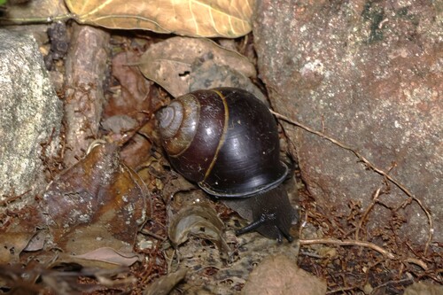 Sphaerospira blomfieldi observed 2026-05-30