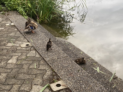 Stockente