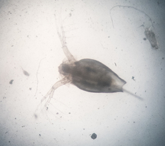 Daphnia