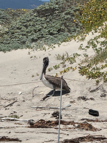 iNaturalist observation photo of Brown Pelican