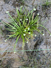 Eriocaulon cinereum