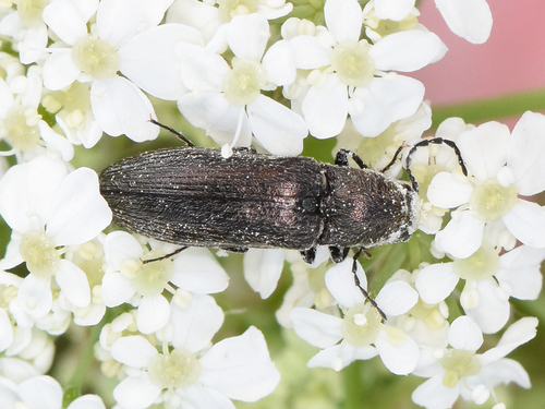 Cidnopus observed 2026-06-03