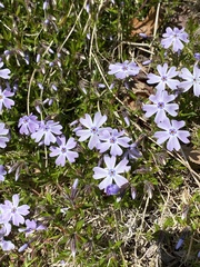 Phlox subulata